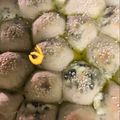 صورة من ام كريم my kitchen، شاركها بعد تجربة وصفة خلية النحل بعجينة القطن{الكنز}