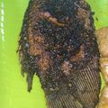 Cooksnap dari Risky Yanuarti untuk resep Gurame bakar pedas manis (panggang teflon) 😁