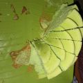 Cooksnap dari Mireta Khaerani untuk resep Bolu pandan jadul lembut seperti chifon ala khalimah kitchen's