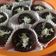 Cooksnap dari Ndavia untuk resep Brownies mini irit
