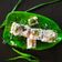 Alpa Pandya's cooksnap of when they made સોજી ના સેન્ડવિચ ઢોકળા (Sooji Sandwich Dhokla Recipe In Gujarati).