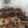 Cooksnap dari Kikie Ayoe untuk resep Donat Kentang Tanpa Ulen (Anti gagal)