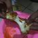 Cooksnap dari Anggi ayu Putri untuk resep CORNDOG MOZARELLA Hotdognya Orang Korea Yang Sempet Viral