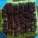 Cooksnap dari Wiwi Ny Afiat untuk resep Bolu pandan potong