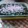 Cooksnap dari Yani Mirza untuk resep Dessert Box Lumer