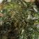 Cooksnap dari fi untuk resep Tumis Kangkung Pedas