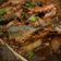 Cooksnap dari nie_dualima untuk resep Ikan Goreng Bumbu Sarden