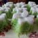 Cooksnap dari Reny Fitriasari untuk resep Putu mayang bihun
