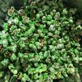 Cooksnap dari Monad untuk resep Popcorn Warna-Warni Tiga Rasa