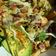 Cooksnap của Minh Hayes khi họ làm theo món Salad Bơ 🥗