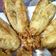 Cooksnap dari Djarwo Victorianto untuk resep Pisang Goreng Wijen (Crispy, Renyah dan Gurih)