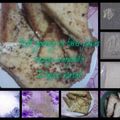 Cooksnap dari Sazya (Bundanya Asyraf_Ahsan) untuk resep roti isi bayam (bayam&ayam) keju