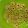 Cooksnap dari Annisa untuk resep Kue Kering Semprit Susu (3 Bahan)