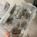 yufu_0806 的 酥脆可可杏仁餅乾 cooksnap