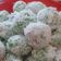 Cooksnap dari Nurlina untuk resep Klepon (Onde2 Malaysia) Tidak Pakai Kapur Sirih