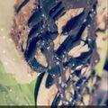 صورة من ميش، شاركها بعد تجربة وصفة بانكيك 😋❤️