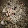 Smruti Shah's cooksnap of when they made પાલક પુલાવ (Palak Pulao Recipe in Gujarati).