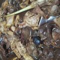 Cooksnap dari Neng Uwi untuk resep Semur Ati Ampela Tahu