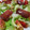 El cooksnap de Becky cuando hizo Ensalada alicantina de tomate y salados.