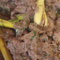 Cooksnap SUHAILA ABDUL AZIZ semasa beliau membuat Rendang daging minang.