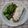 Cooksnap από 𝒳𝓇𝓊𝓈𝑜𝓊𝓁𝒶 𝒦𝑜𝓃𝓉𝑜𝓅𝑜𝓊𝓁𝑜𝓊 στη συνταγή Τυροκαυτερή με ψητή πιπεριά