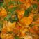 Cooksnap dari Nova Mayasari untuk resep Ayam Woku Kemangi