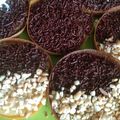 Cooksnap dari Sisca Anelinda untuk resep Martabak mini bersarang teflon