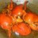 Cooksnap dari Erfani Yanti untuk resep Kepiting asam manis