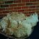 Cooksnap dari Dapur neetasyl untuk resep Krupuk nasi/gendar
