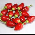 El cooksnap de Javier Roblero cuando hizo Chiles güeros rellenos. ॐ.