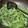 Cooksnap dari Indawati untuk resep Tumis Waluh