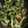 林清源 的 青花椰炒香菇 cooksnap