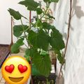 کوک اسنپ Saeideh بعد از امتحان کردن پویش ملی کاربرد سبزه نوروزی ✅ حتما مطالعه کنید لطفاً 😇.
