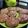 El cooksnap de Marisol Melgarejo cuando hizo Hamburguesas de Jurel con Harina Tostada.