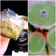 Cooksnap dari Dewa Ayu #(PaonTakSu@2016) untuk resep Puding Tape Ketan Ijo (ngabisin sisa lungsuran smbhyang-recook)
