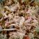 El cooksnap de Hilda Lucero Garcia Segura cuando hizo Ensalada de pollo a la Sonorense.