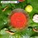 Cooksnap dari Miss Daroinie untuk resep Sambal Bangkok Homemade