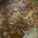 Cooksnap dari Novi Widyaningrum untuk resep Semur daging sapi