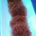 Cooksnap dari Sri Sudaryani untuk resep Kue bihun madu
