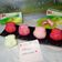 Cooksnap dari Desi untuk resep MEG Cheese Mooncake