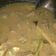 Cooksnap dari Fahima Ayasya untuk resep Garang asem daging sapi