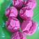 Cooksnap dari Sri Loestari untuk resep Kue mangkok mekar