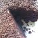 Cooksnap dari Farida Nuryani untuk resep Brownies nasi/ rice brownies