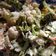 El cooksnap de Monica Riffo cuando hizo Ensalada fresca de brócoli y coliflor.