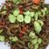 Cooksnap dari Wiwi CFM untuk resep Pare nenek homemade
