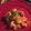 Scain's cooksnap of when they made Spicy Latin-Inspired Shrimp in Tomato Sauce.