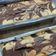 Cooksnap dari Poy untuk resep Bolu Marmer/ Bolu Jadul