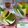 Cooksnap dari Lailazegaff untuk resep Bolu pandan susu jadul pakai jus pandan asli