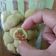 Cooksnap dari Dieka Agustie untuk resep Klepon Cookies
