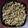 Dr. Pushpa Dixit's cooksnap of when they made ફ્રાઈડ રાઈસ (Fried Rice Recipe In Gujarati).